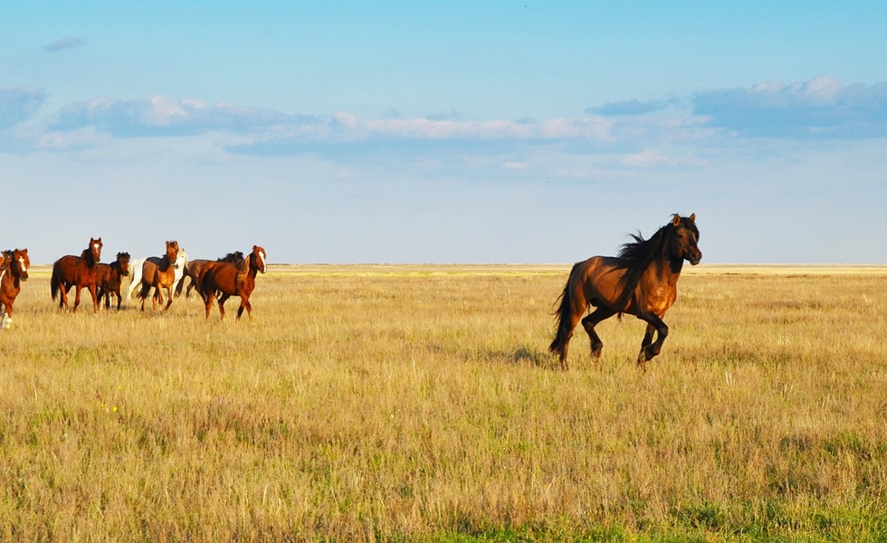 Steppe Central Asia Centraal-Azië (Pixabay, Vladimir_Fayl).jpg