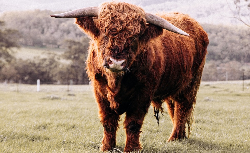 Bull stier (Rachel Claire, Pexels)