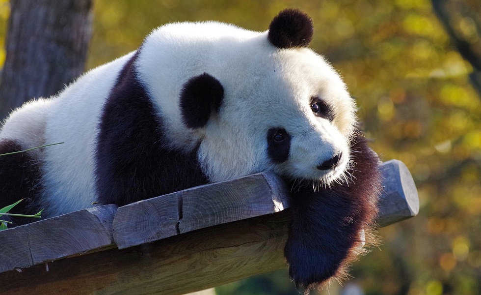 Panda China Biodiversiteit (Pixabay, 995645).jpg